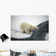 Polar bear Wall Mural