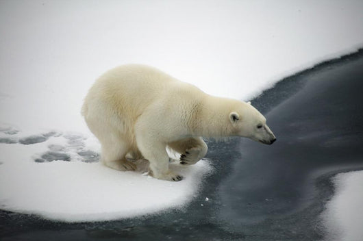 Polar Bear Wall Decal