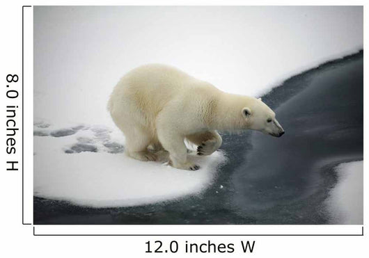 Polar bear Wall Mural