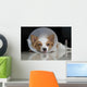 Sick dog with collar Wall Mural