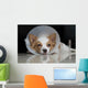 Sick dog with collar Wall Mural