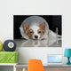Sick dog with collar Wall Mural