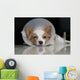 Sick dog with collar Wall Mural