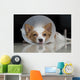 Sick dog with collar Wall Mural