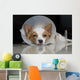 Sick dog with collar Wall Mural