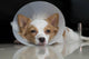 Sick Dog With Collar Wall Decal