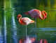 Two Pink Flamingos Standing Wall Mural
