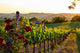 Tuscany Vineyards In Fall Wall Decal 2