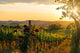 Tuscany Vineyards In Fall Wall Decal