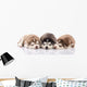 Three Siberian Husky Puppies Wall Decal