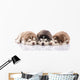 Three Siberian Husky Puppies Wall Decal