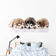 Three Siberian Husky Puppies Wall Decal
