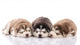 Three Siberian Husky Puppies Wall Decal
