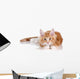 Fluffy playful ginger kitten lying on a white background Wall Decal