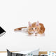 Fluffy playful ginger kitten lying on a white background Wall Decal