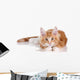 Fluffy playful ginger kitten lying on a white background Wall Decal