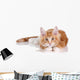 Fluffy playful ginger kitten lying on a white background Wall Decal