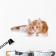 Fluffy playful ginger kitten lying on a white background Wall Decal