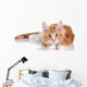 Fluffy playful ginger kitten lying on a white background Wall Decal