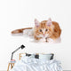 Fluffy playful ginger kitten lying on a white background Wall Decal