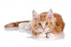 Fluffy Playful Ginger Kitten Lying On A White Background Wall Decal