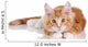 Fluffy playful ginger kitten lying on a white background Wall Decal