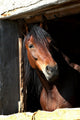 Horse Wall Decal