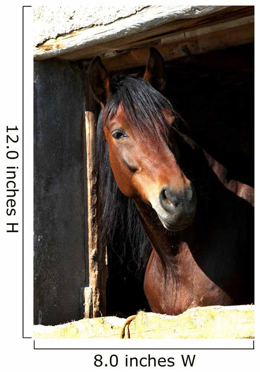 Horse Wall Mural