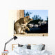 Tabby cat grooming itself. Selective focus. Wall Mural