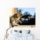 Tabby cat grooming itself. Selective focus. Wall Mural