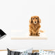 Uber Cute Dachshund Wall Mural