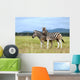 Burchell's zebras Wall Mural