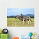 Burchell's zebras Wall Mural