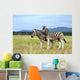Burchell's zebras Wall Mural