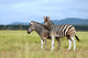 Burchell's Zebras Wall Decal