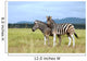 Burchell's zebras Wall Mural