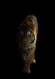 Bengal Tiger In The Dark Wall Decal