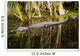 Everglades Crocodile Wall Mural