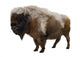 American Bison Wall Decal