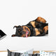 Rottweiler resting Wall Decal
