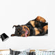 Rottweiler resting Wall Decal