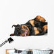 Rottweiler resting Wall Decal