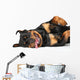 Rottweiler resting Wall Decal