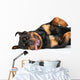 Rottweiler resting Wall Decal
