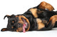 Rottweiler Resting Wall Decal