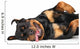 Rottweiler resting Wall Decal