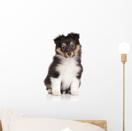 Sheltie puppy on white background Wall Decal