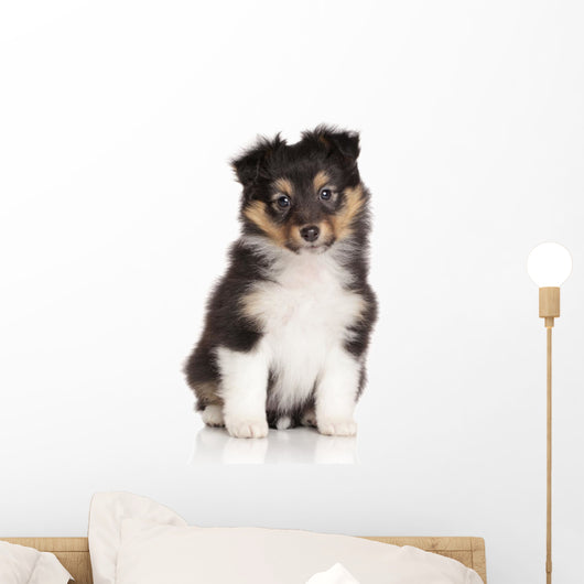 Sheltie puppy on white background Wall Decal