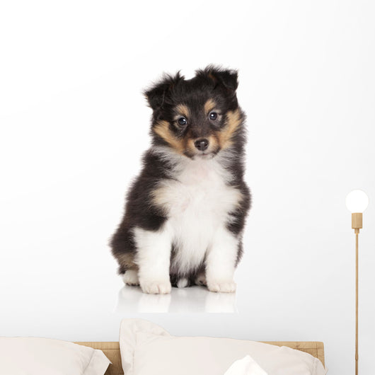 Sheltie puppy on white background Wall Decal