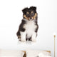 Sheltie puppy on white background Wall Decal